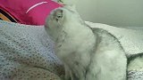 懵懵懂懂的猫咪，可可爱爱迷惑了，我这是在哪？
