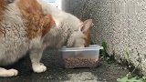 外边遇到一只流浪猫，藏车下边一直不走，车主没办法只好带它回家