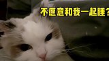 布偶猫：又是被迫营业的一天！