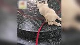 小狗太可爱了，就这样趴在井盖上，是不是太热了！