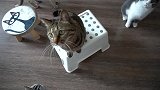 狸花猫每天最开心的时刻来了！眼里写满了渴望：快点给朕吃！
