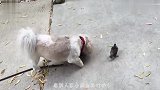 狗子作死欺负小动物,下一秒就反遭欺辱,镜头记录下搞笑一幕
