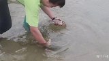 赶海闯入“墨鱼窝”，发现好多大墨鱼窝在海草里，抓都抓不过来