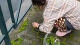 找青苔不是很容易的事，为了做个小盆景，俩夫妻开了公里
