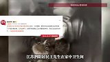 居民家中卫生间发现了5只猫头鹰幼崽，房主：可能是通过卫生间管道进来的