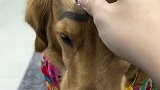 狗子开始自信起来了