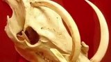 鹿豚的长牙持续生长刺穿天灵盖，不努力磨牙就会死