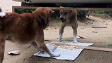 狗狗第一次照镜子，把自己吓得够呛