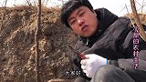 小朋地头发现小精品酸枣，这造型真是奇特，做拐杖大家觉得怎么样