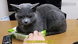 猫咪按着纸盒不让动，主人偏要试试，结果是这样