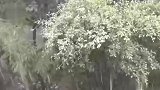 重庆11区县暴雨 今明两天部分中小河流可能涨水