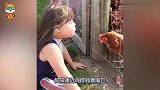 萌娃好心喂养公鸡，公鸡却趁她看镜头这样做，网友：炖了吃掉！