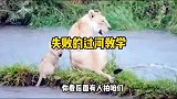狮子妈妈教小狮子游泳，游泳没学会，水喝饱了