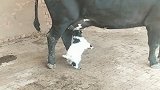 羊宝宝跑去吃母牛的奶，母牛给了它一脚，你是不是找错妈妈了？
