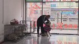 雪橇三傻一起训！你们喜欢哪一只？评论见哈士奇 阿拉斯加 萨摩耶 宠物