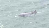 辽宁大连：超萌！来自南方的中华白海豚首现北黄海地区