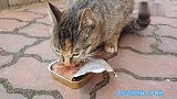 警惕的流浪猫麻麻，碰瓷要吃的。边吃边呜呜。心里莫名的心疼。