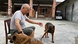农村大爷酷爱养狗，2条马犬1条牧羊犬通人性，每天喂30个鸡蛋