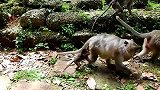 第一次新生小猴子哭闹趴在地上生气，那是猴妈妈把它惹哭了