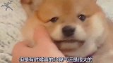 铲屎官安慰柴犬，越安慰越生气，没有什么是一个亲亲解决不了的