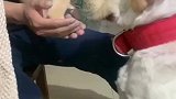 狗狗的心思，别拿这个考验干部