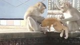 橘猫：我好想逃啊