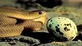 大蟒蛇：小蛇吞下比自己还要粗的蛋，然后吐出蛋壳厉害了
