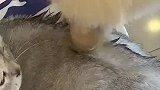 羊驼帮猫咪整理毛发，猫咪见状十分无奈