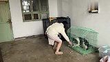 二哈五天没见女主人，相见时的场面宛如杀猪现场！