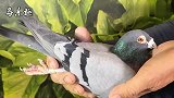 信鸽鉴赏：12岁的公鸽，看看这大鼻子，健康状况还非常好