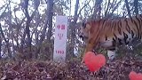 一只东北虎竟然温柔的亲着中国界碑！还一直也没有跨过国界