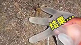 蝎子彻底蒙了，这是怎么回事