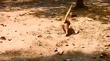 老猴王无情家暴猴妈，往死里暴打母猴，看着心痛