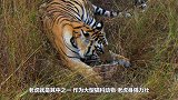 东北虎捕杀野猪，不料遇见野猪王，下一秒意外发生了！