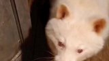 外国网友救的白化病浣熊