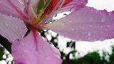 大雨过后的紫荆花花瓣上水珠点点，是如此的动人美丽！