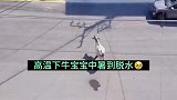 小牛中暑，牛妈妈高温下40度为给孩子遮阳避暑