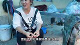 今天才采的鸡冠蘑，媳妇下厨炒肉，龙哥说这个蘑菇，炸酱最好！