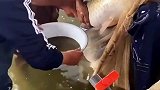 这都是没孵化的小鱼苗，大姐一定要全接住啊，网友：大哥手都在打颤！