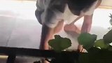 男子喝醉酒不睡觉跑屋顶搞卫生，妻子劝都劝不住