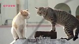 两只猫咪打架，白猫两秒打出十巴掌，橘猫都蒙了