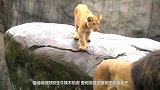 小狮子第一次见狮爸爸，狮王不知所措，狮王：爸爸也是第一次当爸
