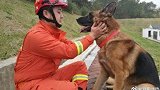 汶川地震最后一只搜救犬沈虎离世 曾连续搜救10天10夜