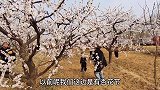 香菜这么吃，血管不堵不得病，三高不近身