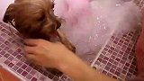 【宠物星球】狗狗SPA  可不是洗澡那么简单