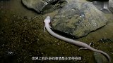 清洁工河边闲逛时，意外发现一只“水怪”捞上来后村民赶紧报警