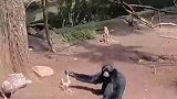 这个也不知道是啥品种的猴子，调戏豪猪，被豪猪追的嗷嗷跑