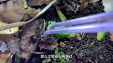 癞蛤蟆一口吞下“放屁虫”，下一秒毒气瞬间爆发救我，这货有毒