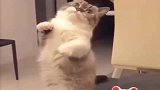 太可爱了！猫咪竟然学着招财猫一样招手，心都要萌化了