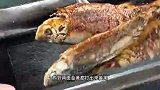 教你做一道超简单超下饭的泡椒鲫鱼，一定要提前准备好米饭哟